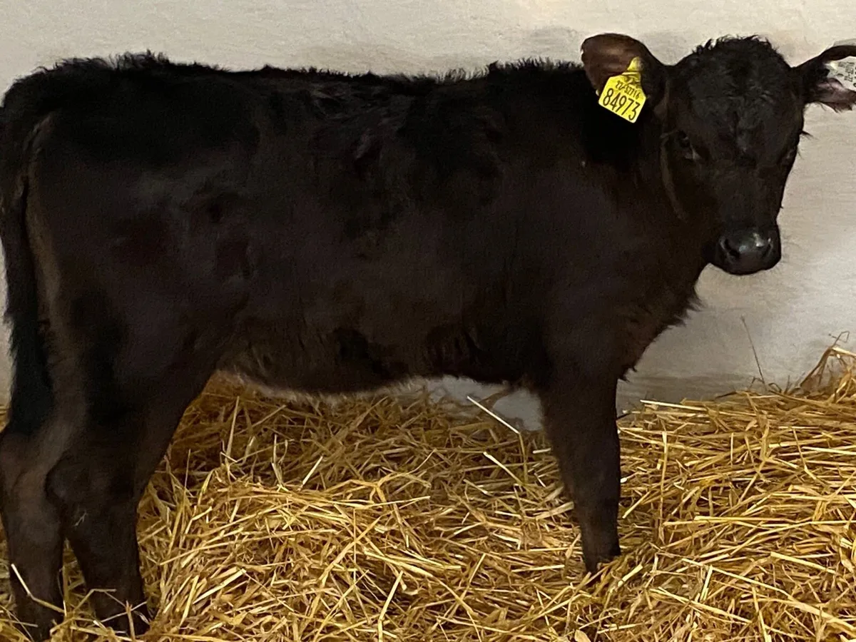 Smashing AA Heifer Calves - Image 3