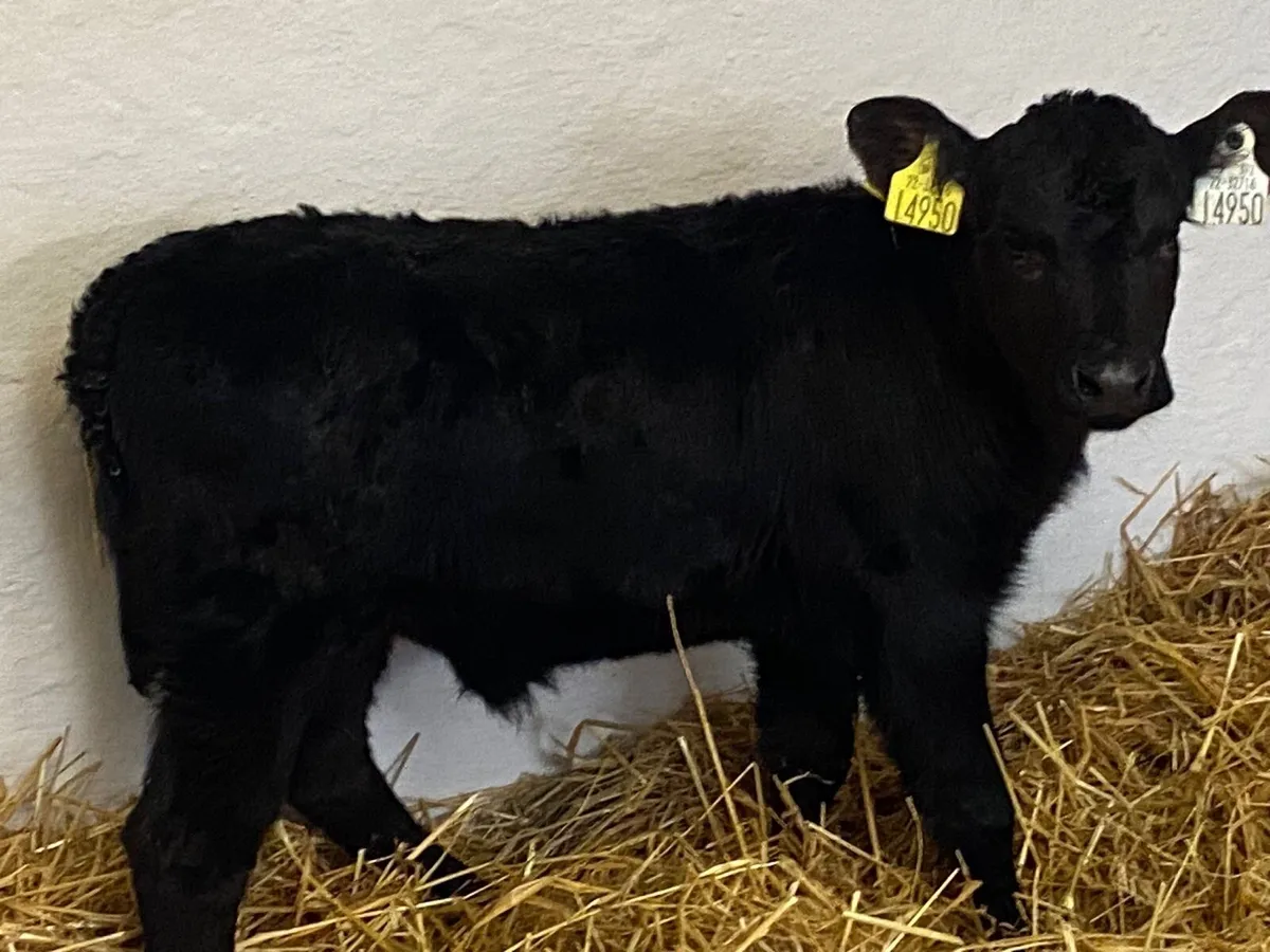 Smashing AA Heifer Calves - Image 4