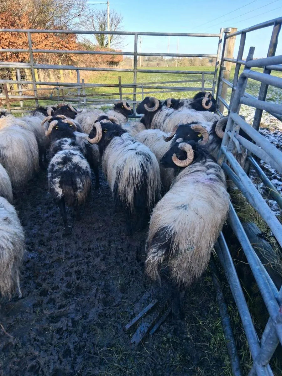 Organic mayo mountain ram lambs - Image 1