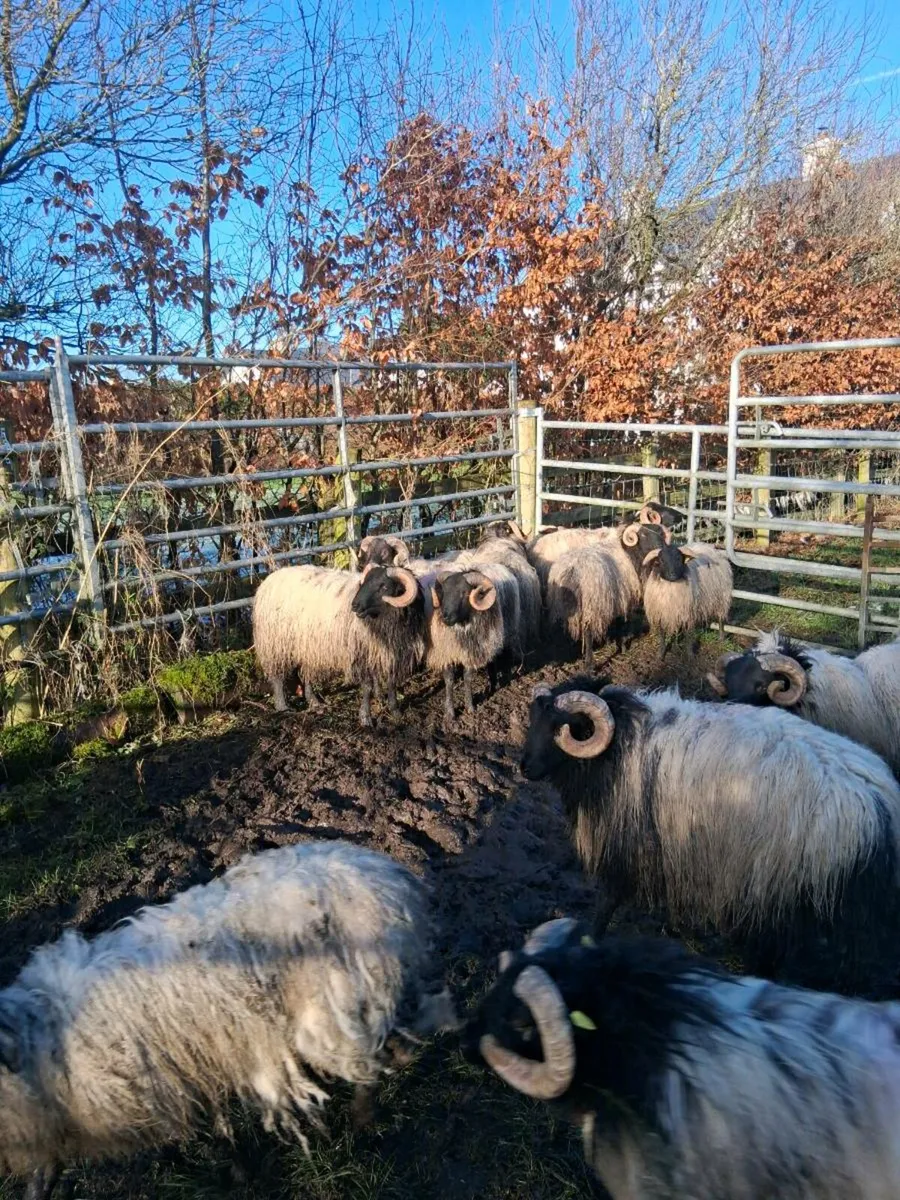 Organic mayo mountain ram lambs - Image 2