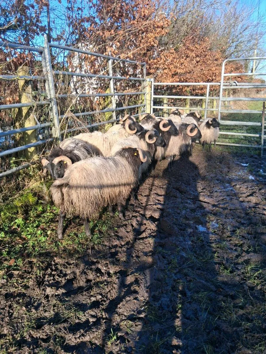 Organic mayo mountain ram lambs - Image 3