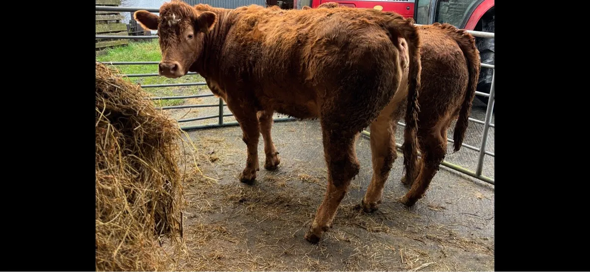 2 Super in calf heifers for Clones Mart Thurs 8th - Image 4