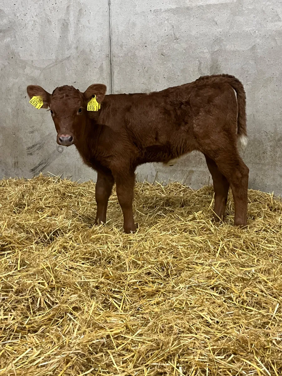 Saler Heifer Calf - Image 1