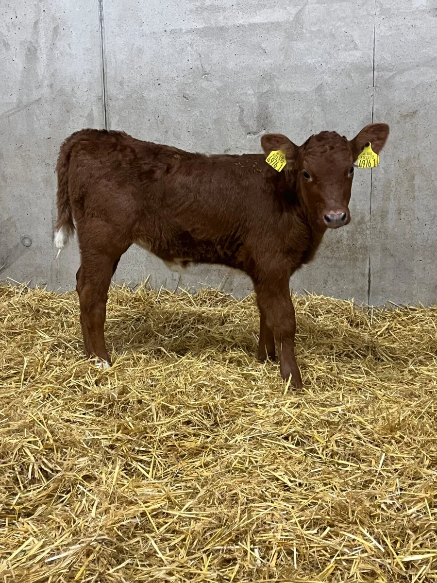 Saler Heifer Calf - Image 2