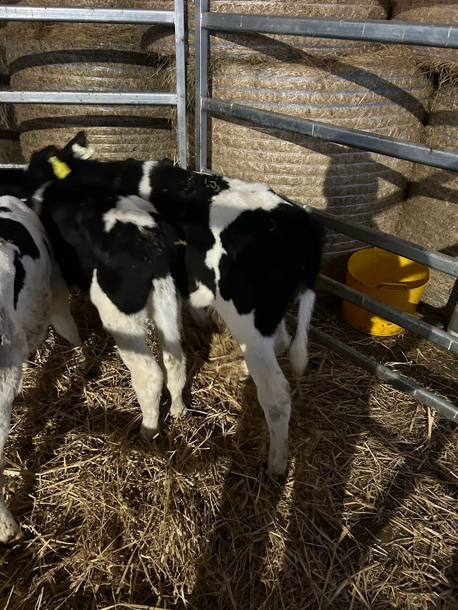 Fr calves - Image 2