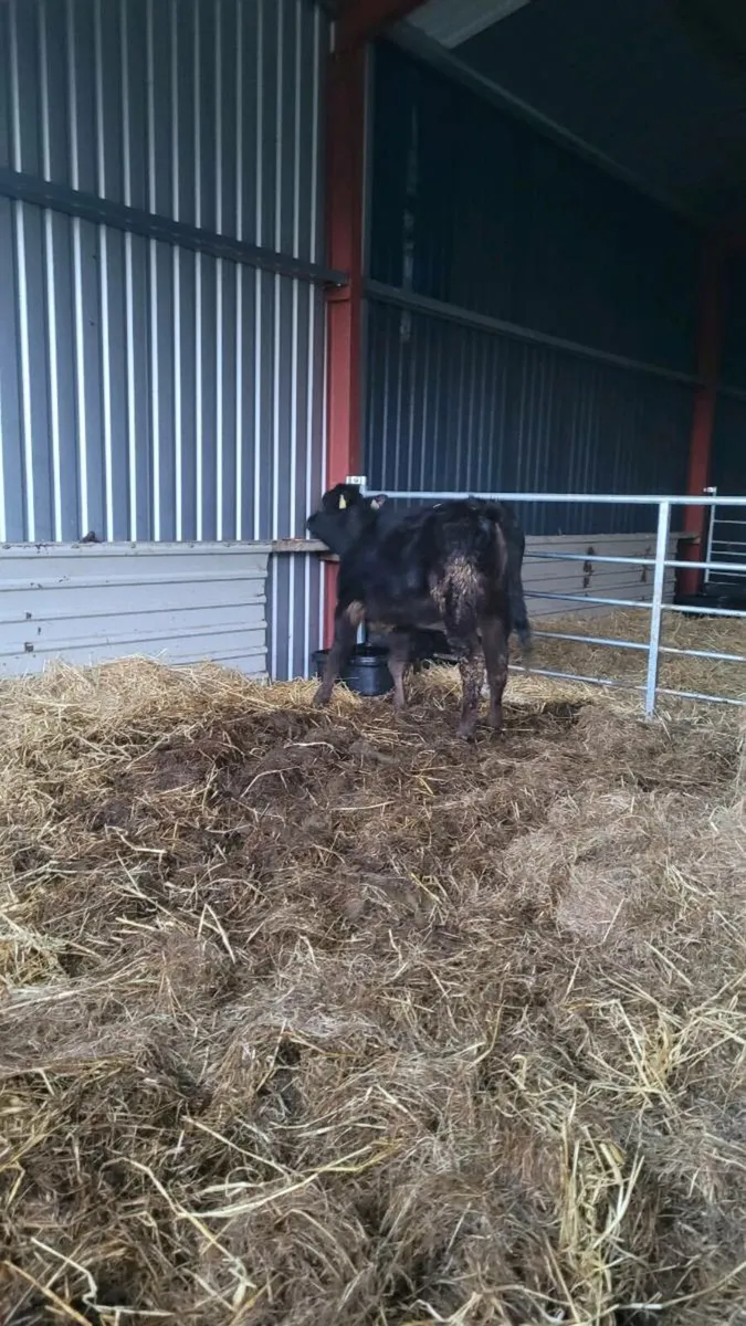 Limousine heifer - Image 2