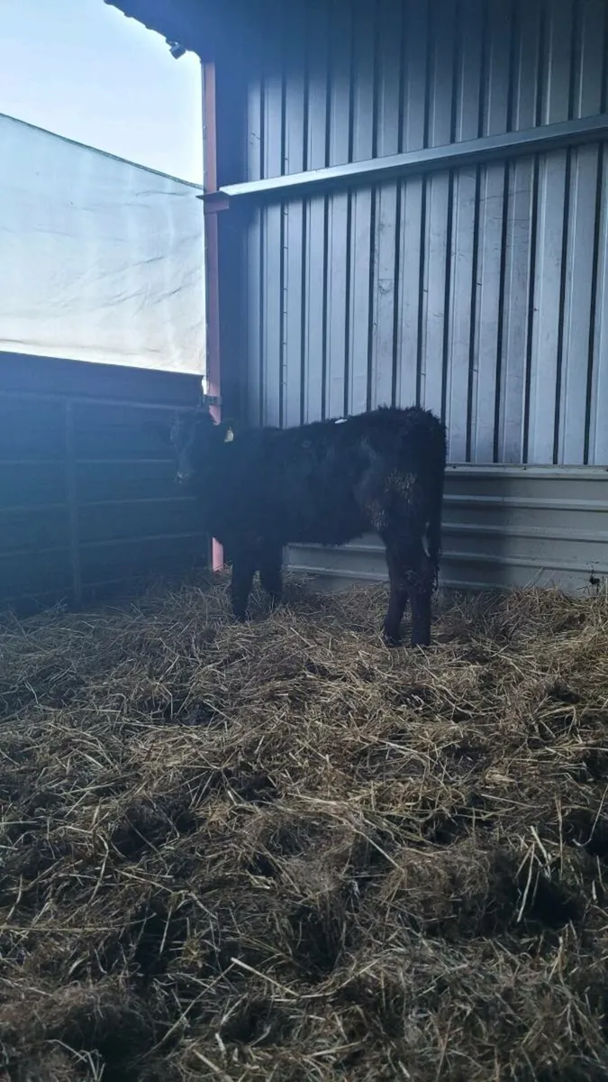 Limousine heifer - Image 1