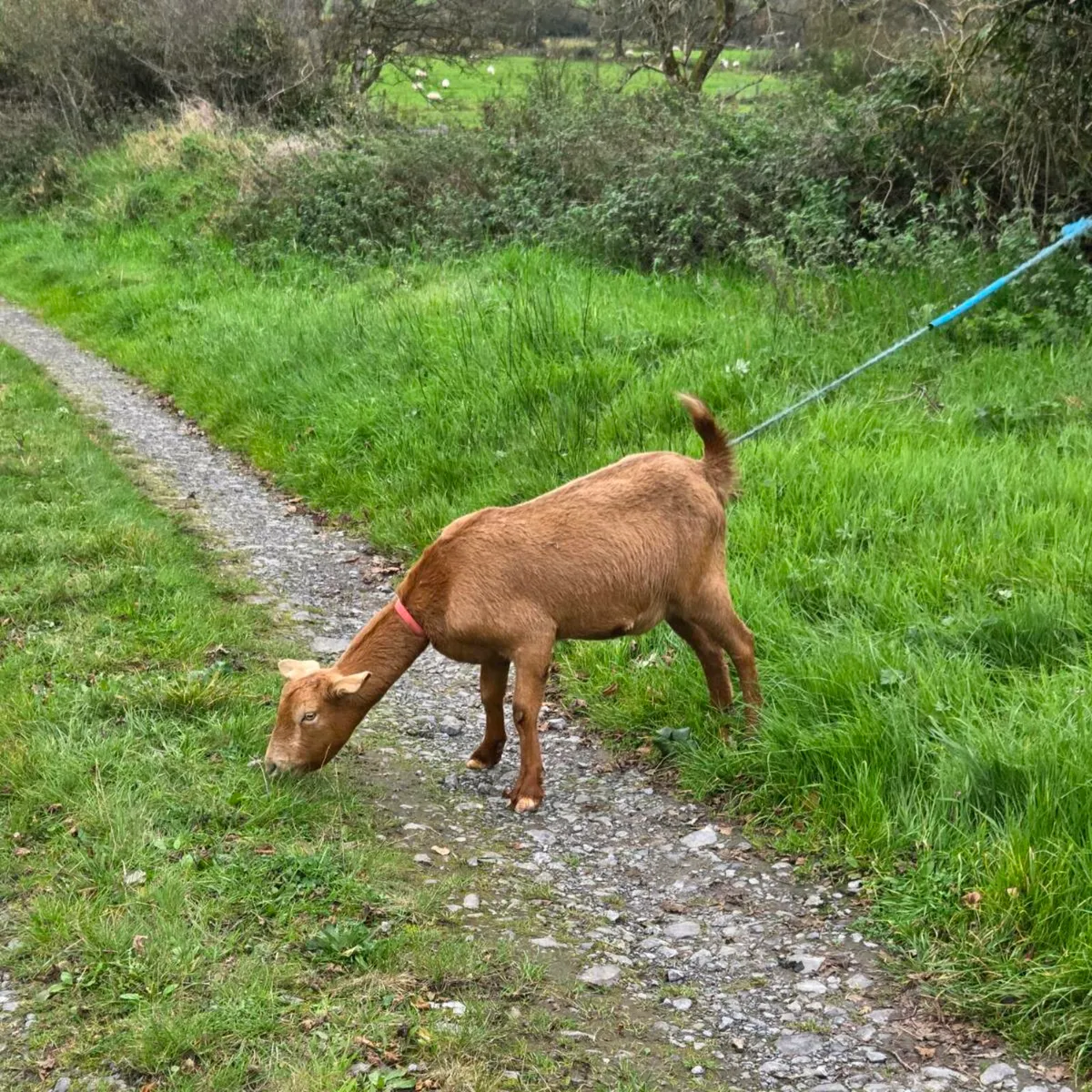 2 female Goats for sale - Image 2