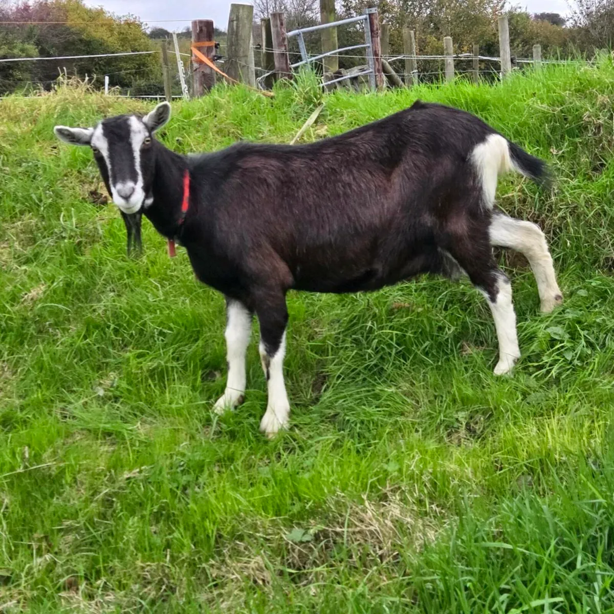 2 female Goats for sale - Image 1
