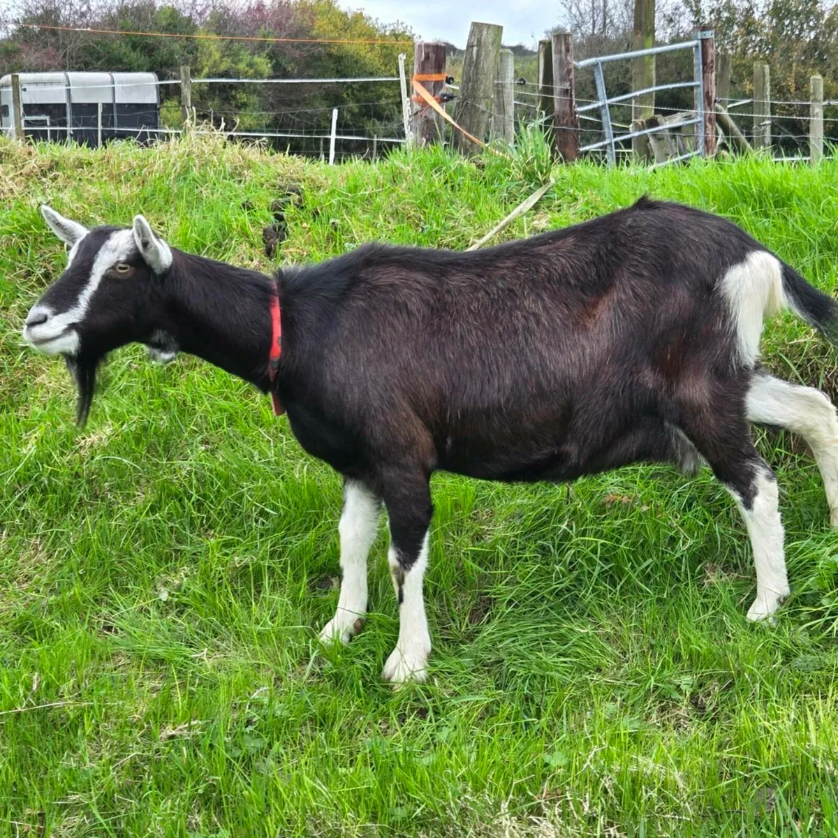 2 female Goats for sale - Image 3