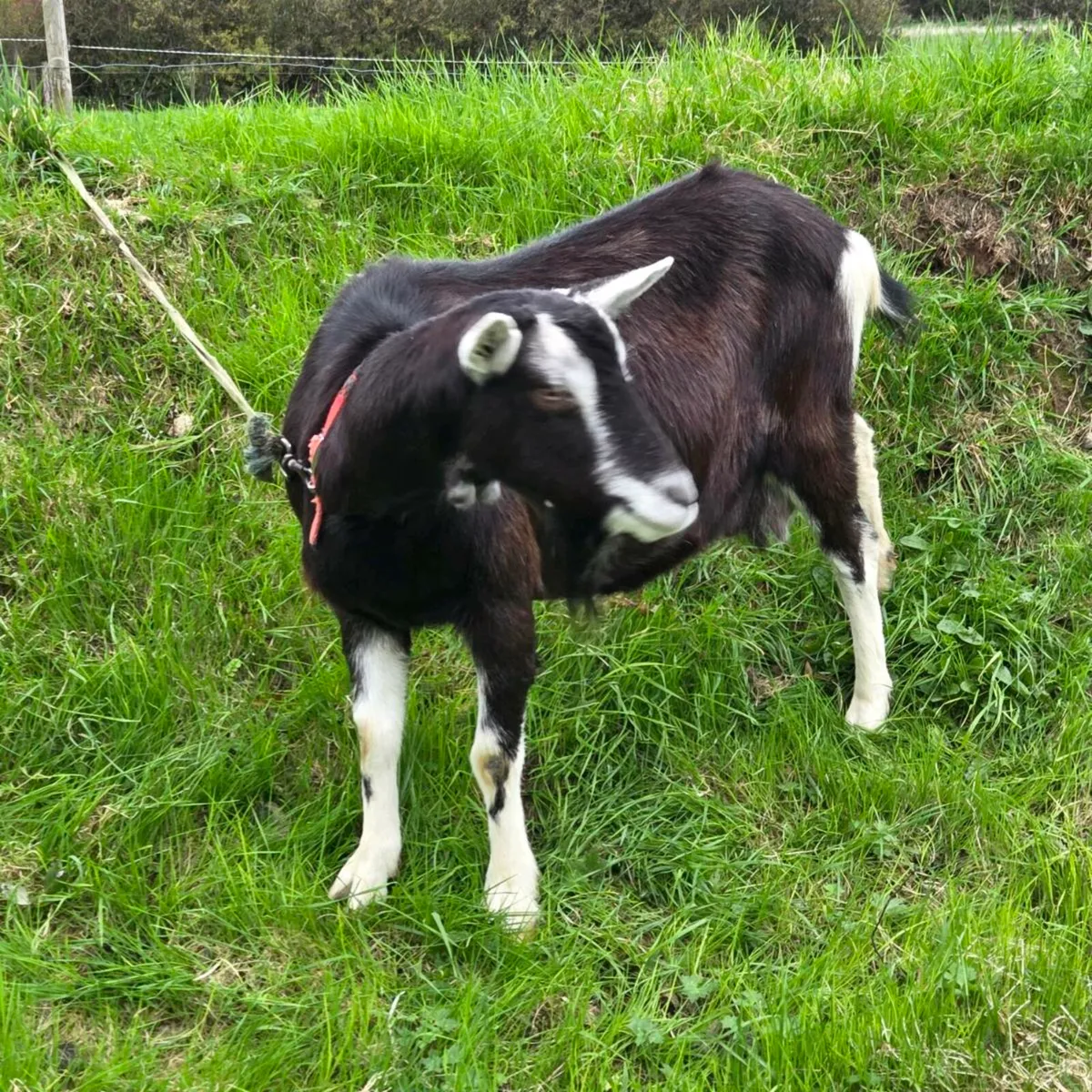 2 female Goats for sale - Image 4