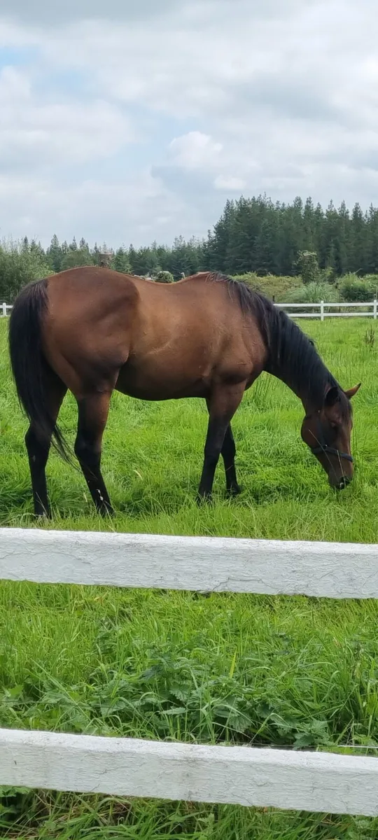 Beautiful horse 16 hands - Image 4
