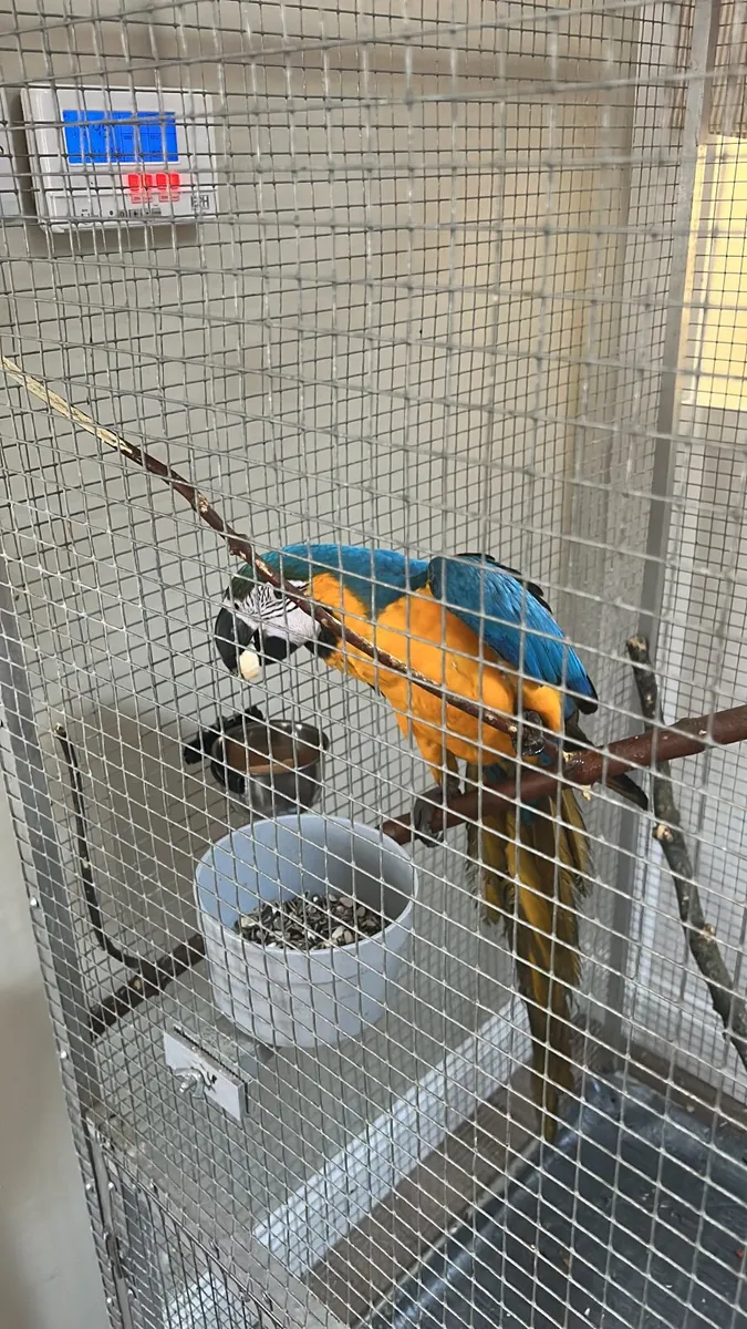 Blue and yellow Macaw - Image 2