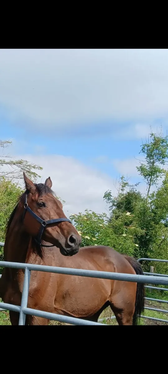 Beautiful horse 16 hands - Image 2