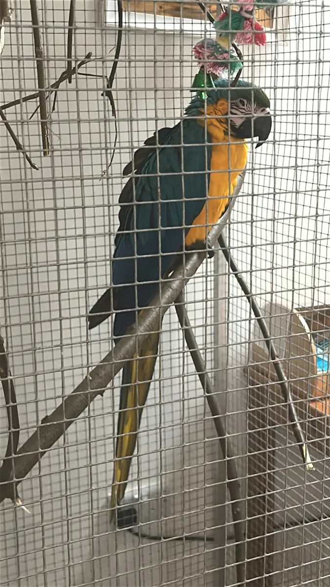 Blue and yellow Macaw - Image 3