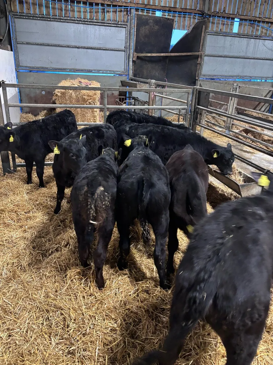 Angus heifers - Image 3