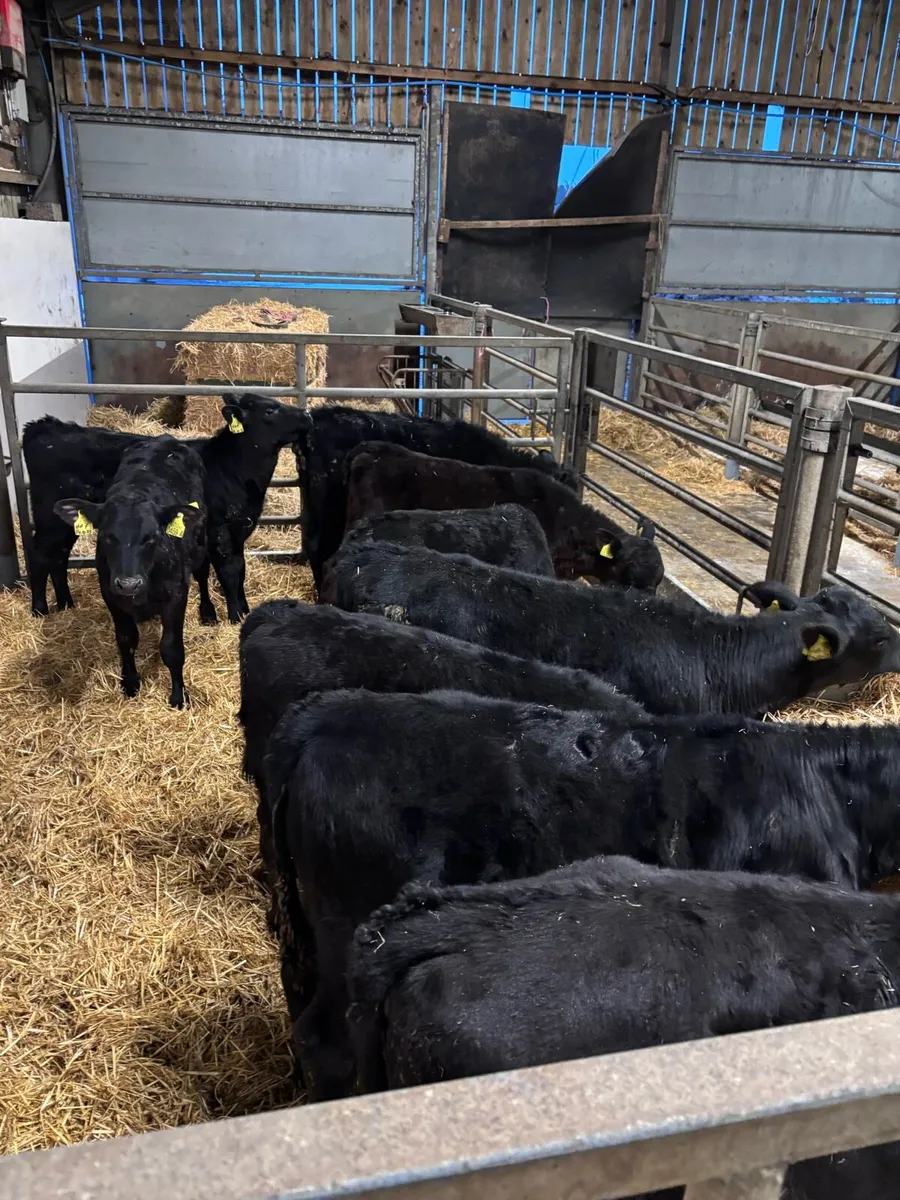 Angus heifers - Image 4