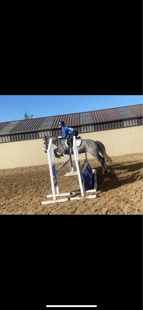 Potential top pony - Image 2