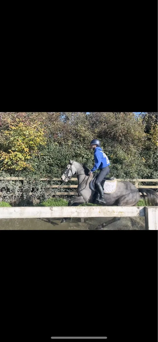 Potential top pony - Image 3