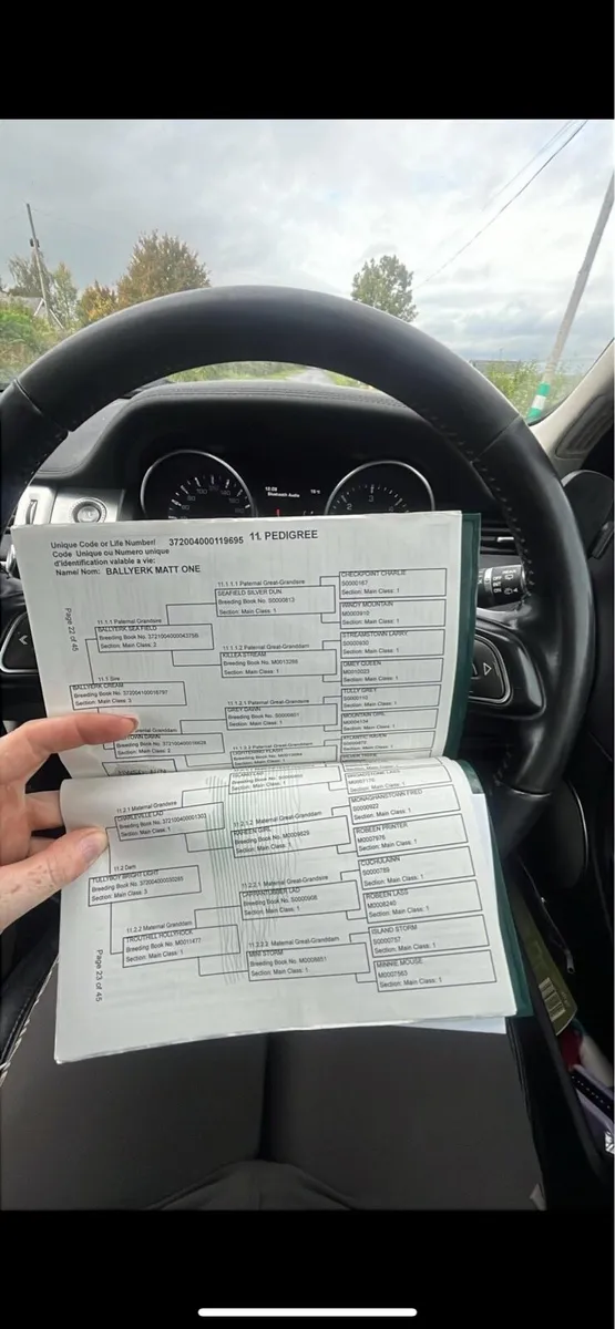 Potential top pony - Image 4