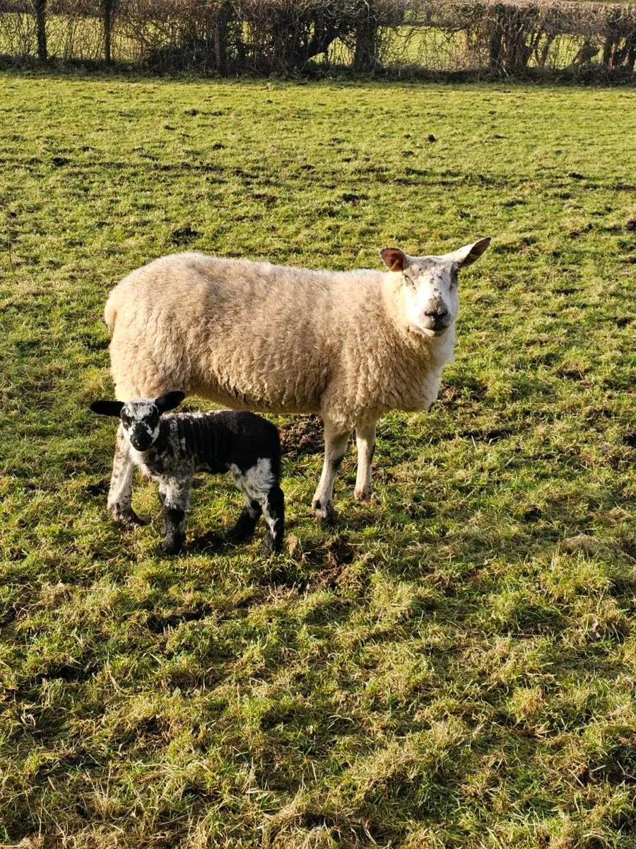 Ewe with lamb - Image 1