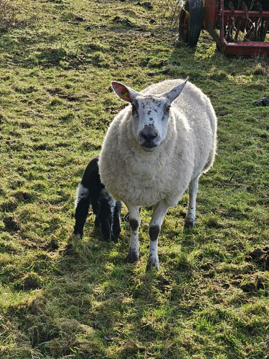 Ewe with lamb - Image 2