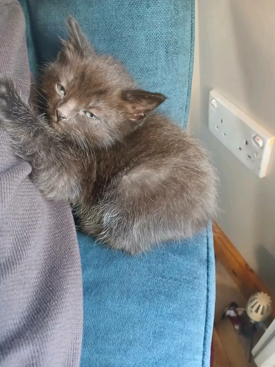 Ragdoll x kittens - Image 4