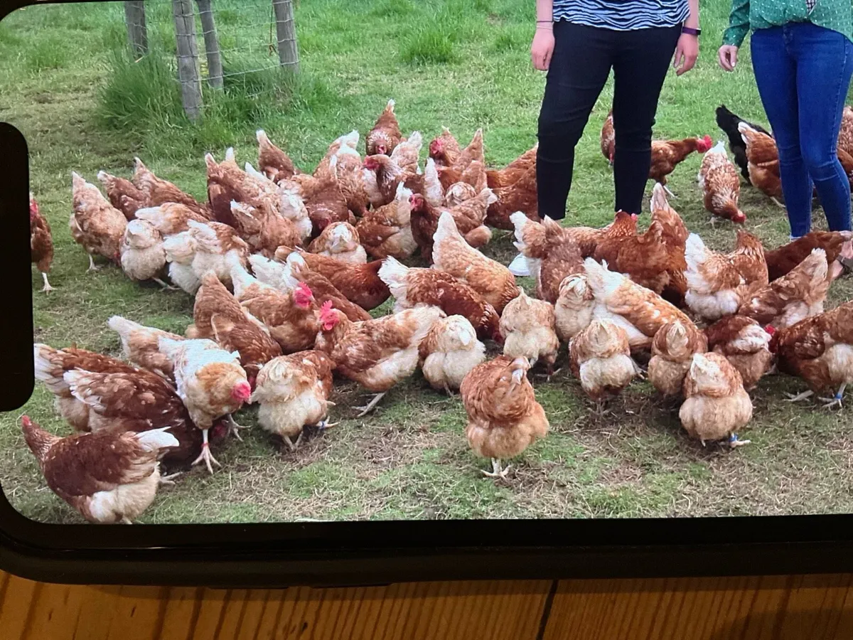 Free range laying hens