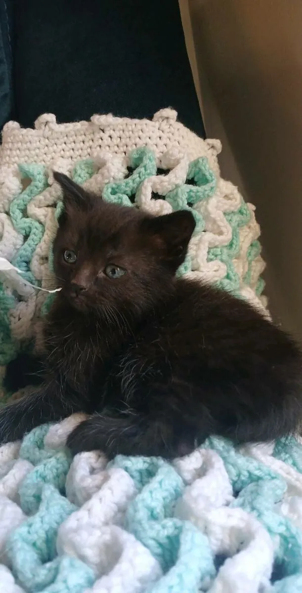 Ragdoll x kittens - Image 1