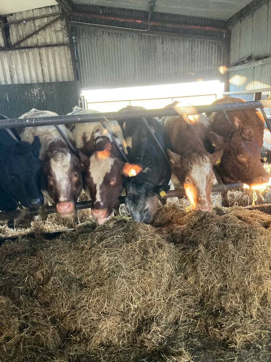 BBX LMX FIRST CALF HEIFERS CARRIGALLEN MART 19th - Image 2