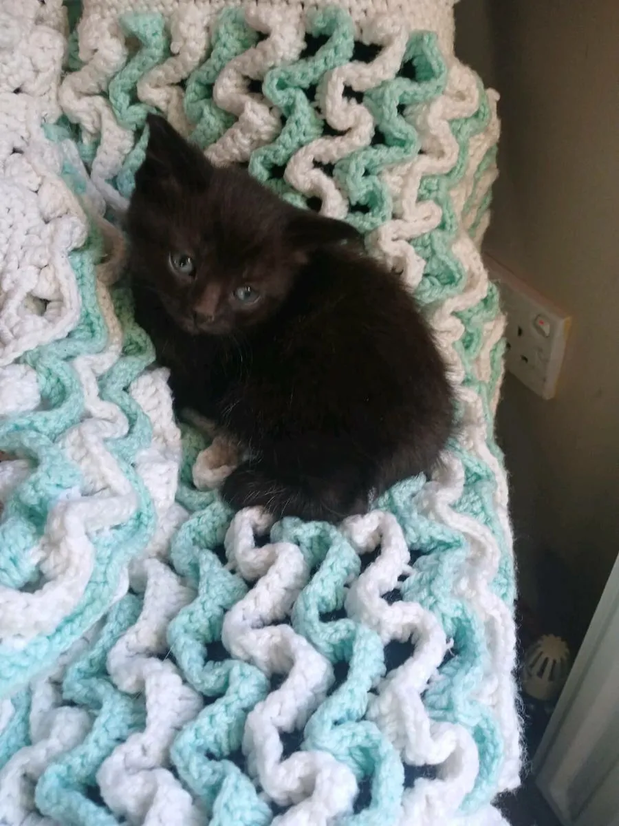 Ragdoll x kittens - Image 2