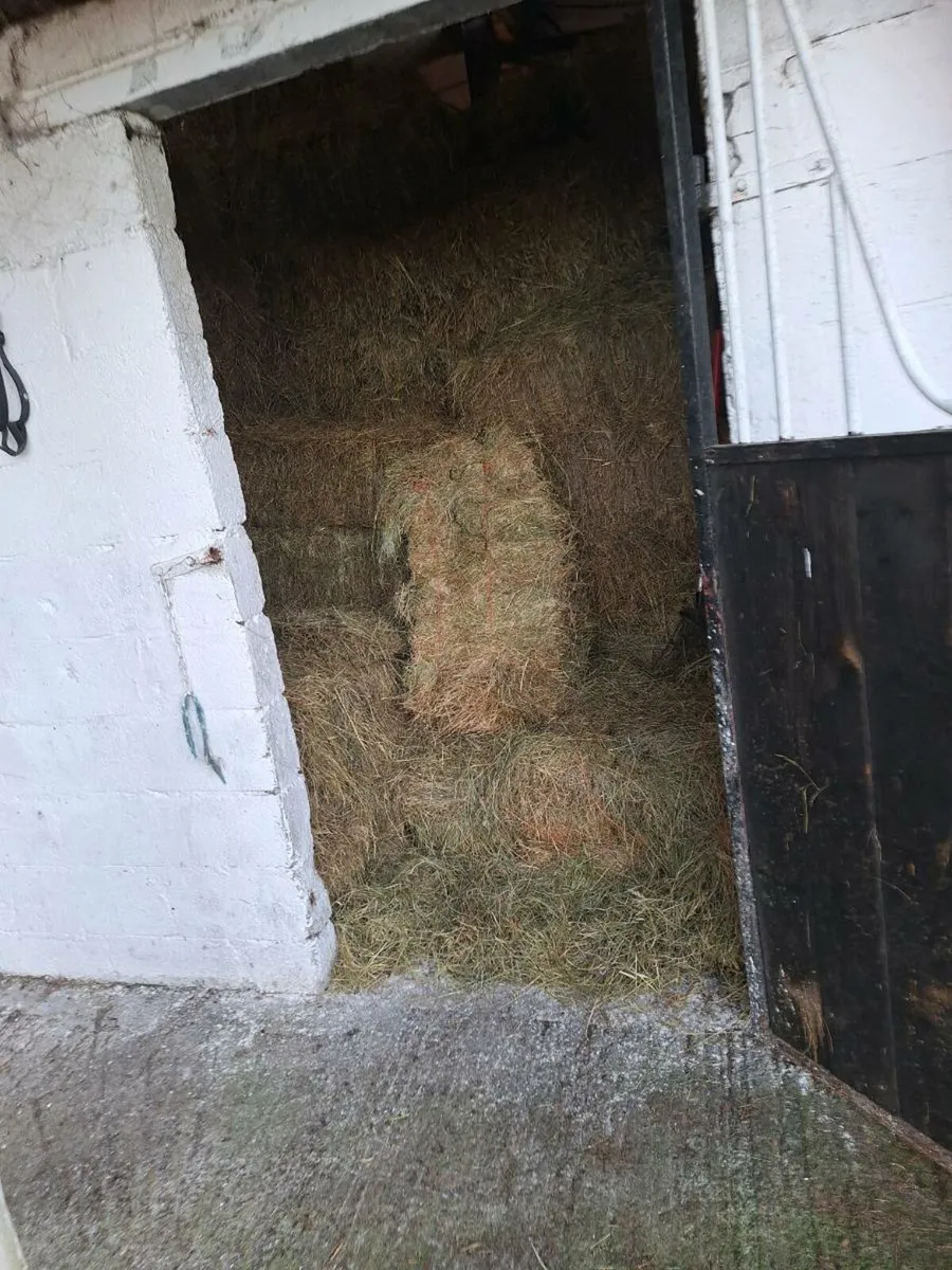 Square bales of hay - Image 1