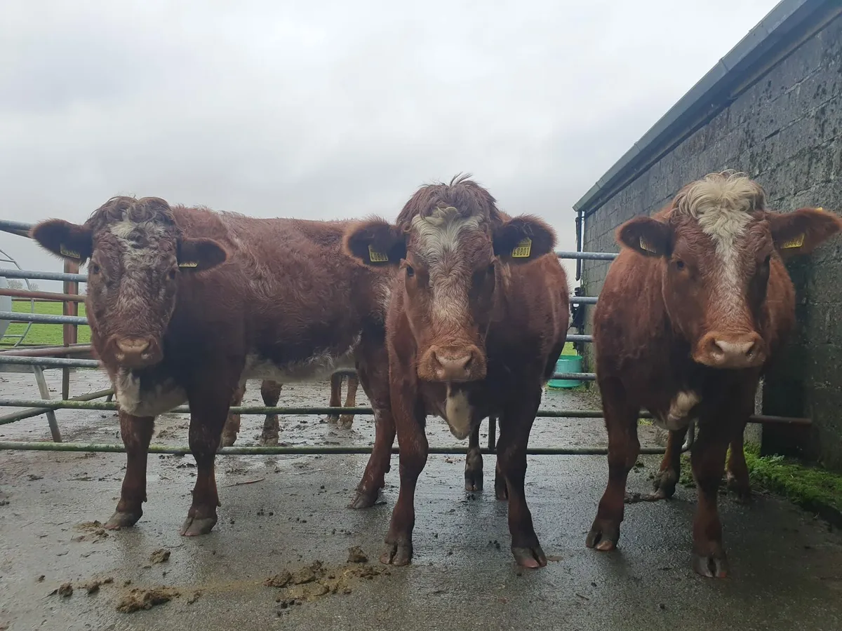BBX LMX FIRST CALF HEIFERS CARRIGALLEN MART 19th - Image 3