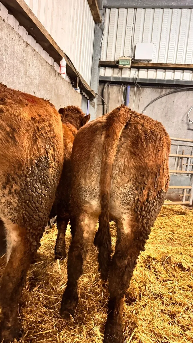 15 Incalf Limousine Heifers - Image 2