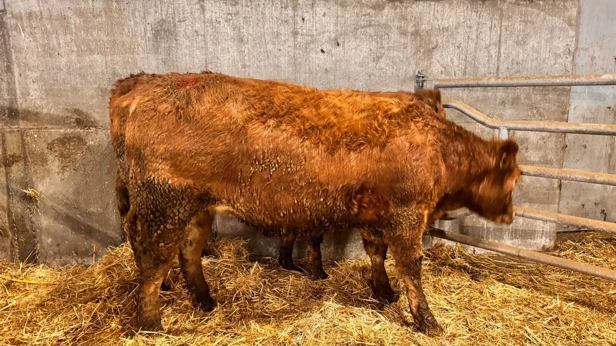 15 Incalf Limousine Heifers - Image 3