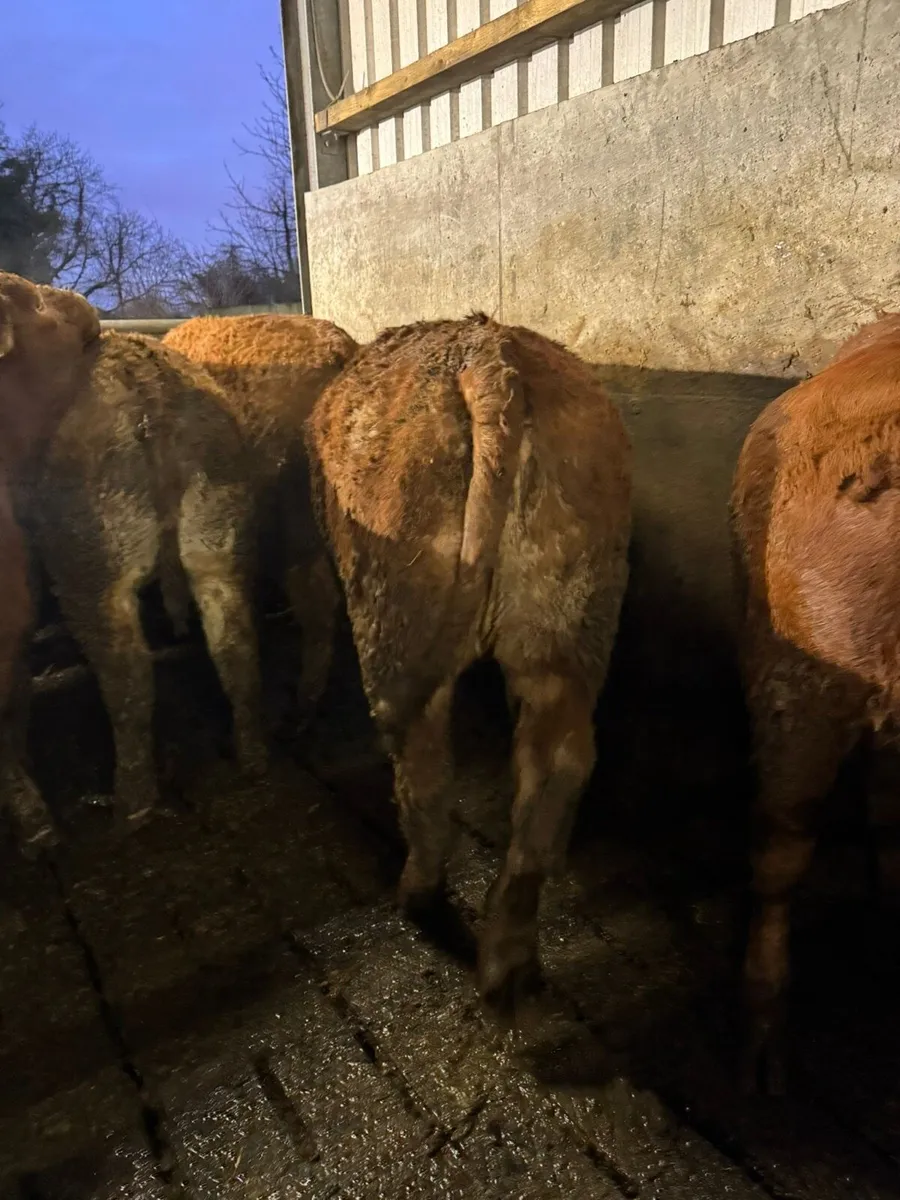 15 Incalf Limousine Heifers - Image 4