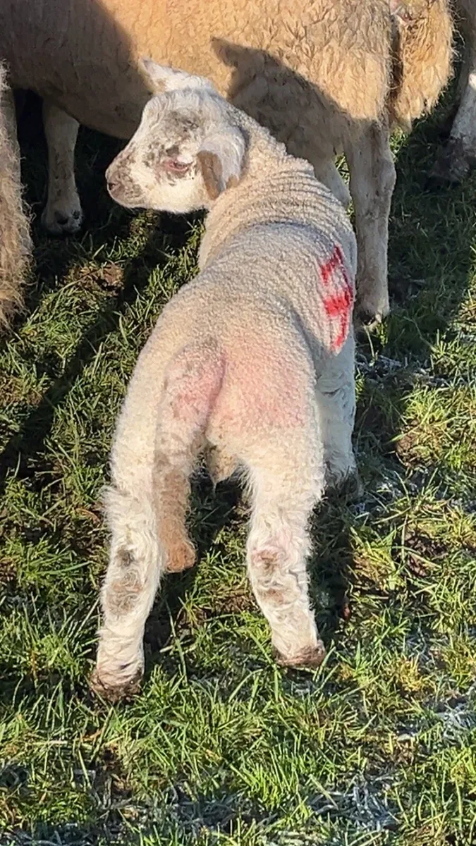 Ewes and lambs for carnaross mart 14th January - Image 2