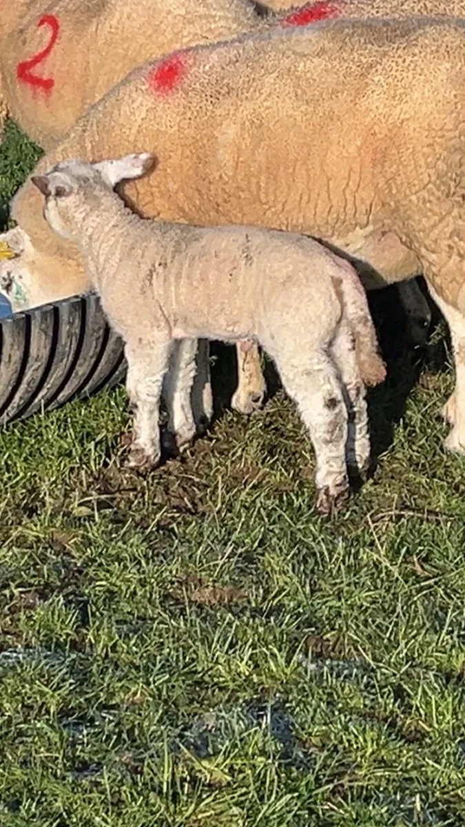 Ewes and lambs for carnaross mart 14th January - Image 3