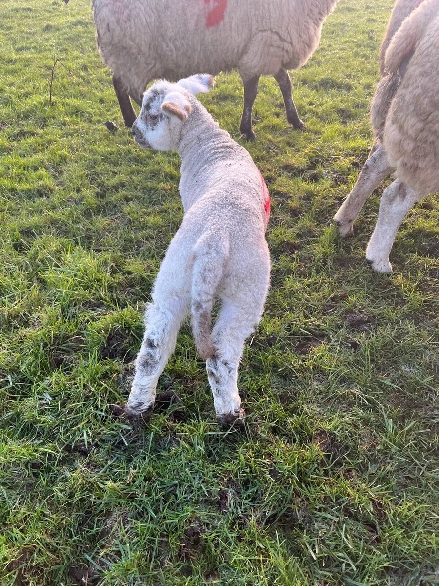 Ewes and lambs for carnaross mart 14th January - Image 4