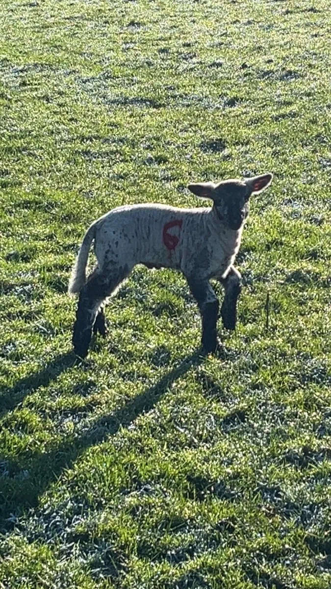 Ewes and lambs for carnaross mart 14th January - Image 1