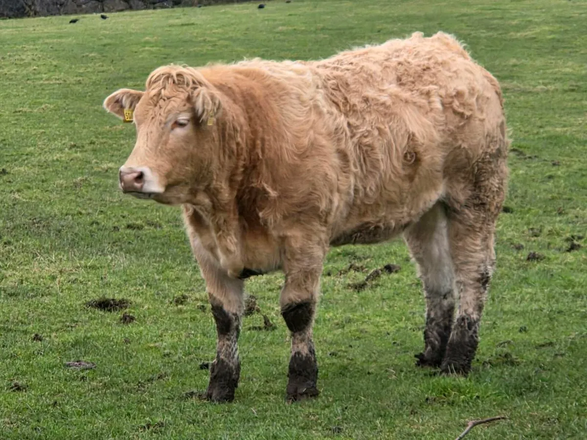 5 star charolais hefers - Image 1