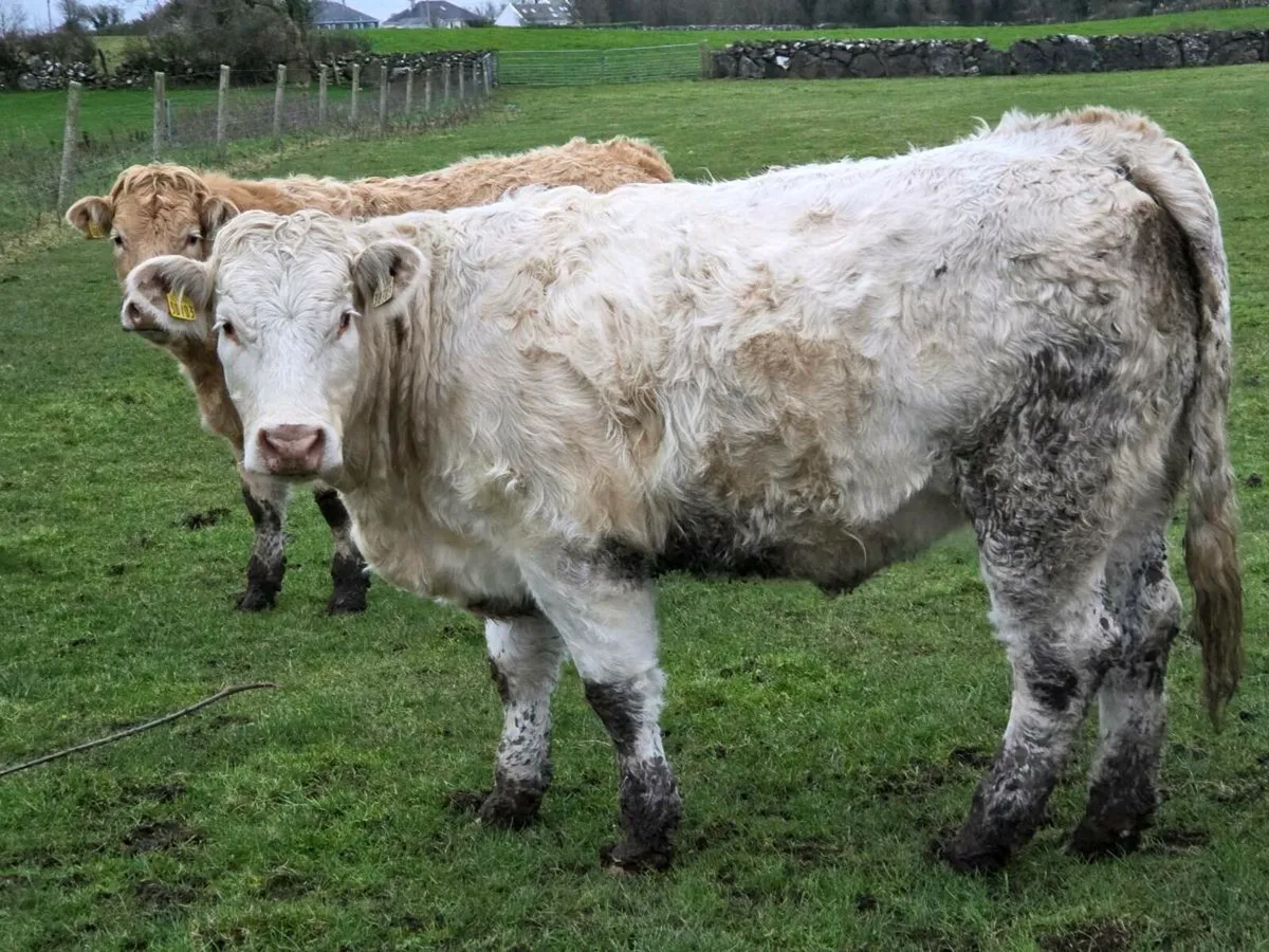 5 star charolais hefers - Image 4