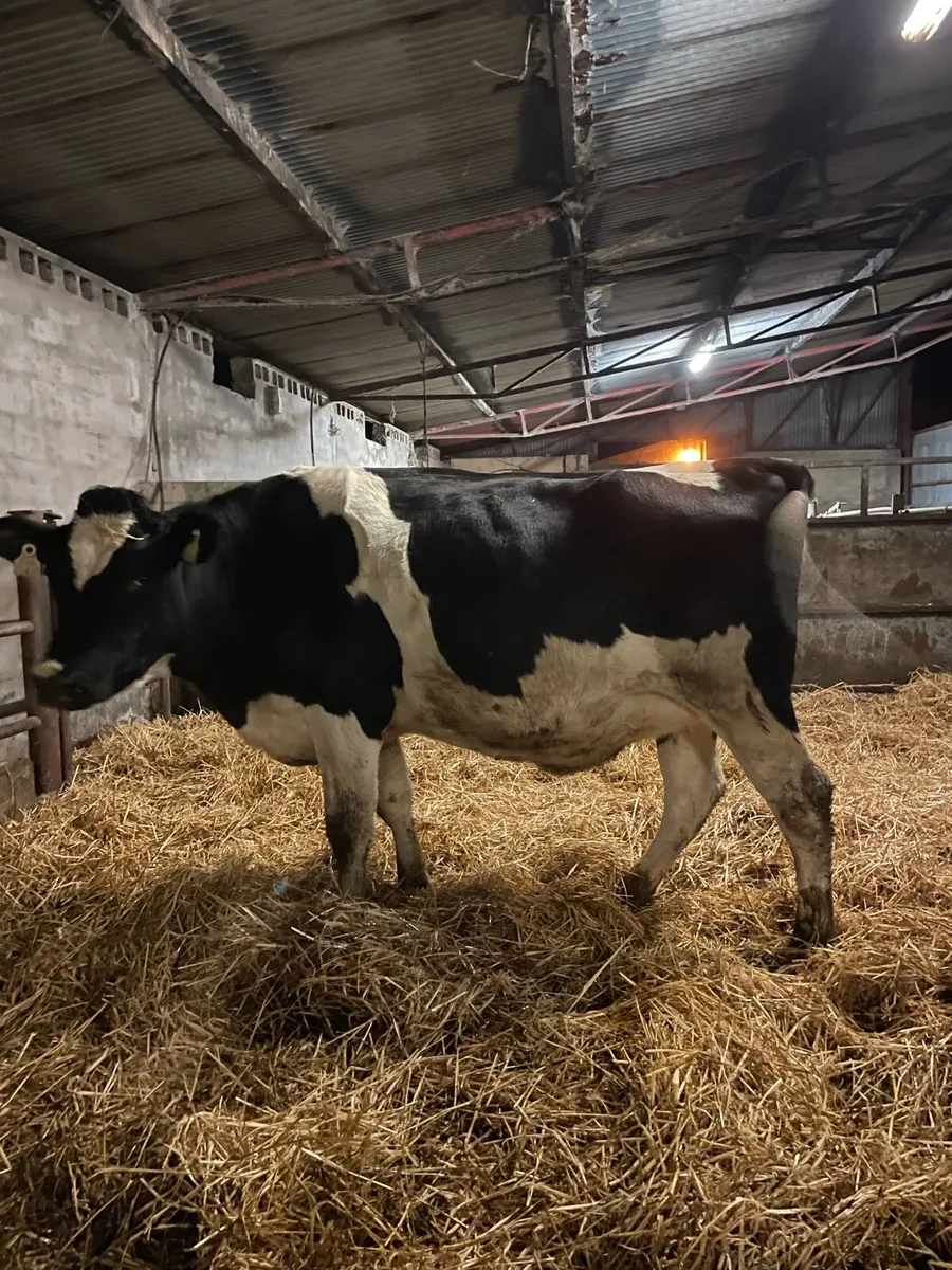 In calf Hefiers’s - Image 4