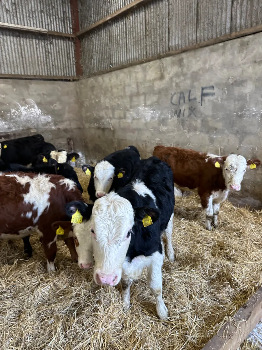 Hereford bulls - Image 2