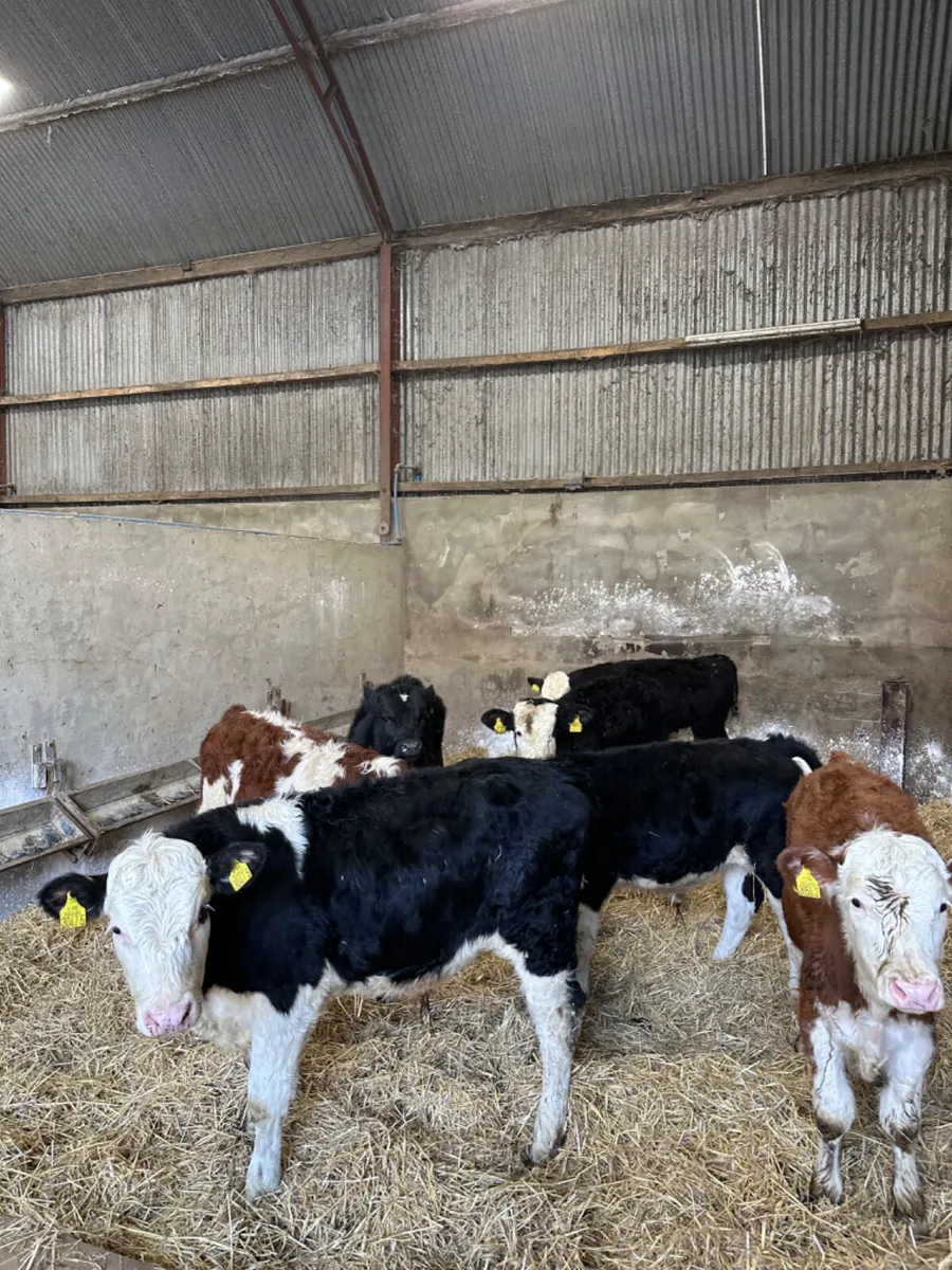 Hereford bulls - Image 4