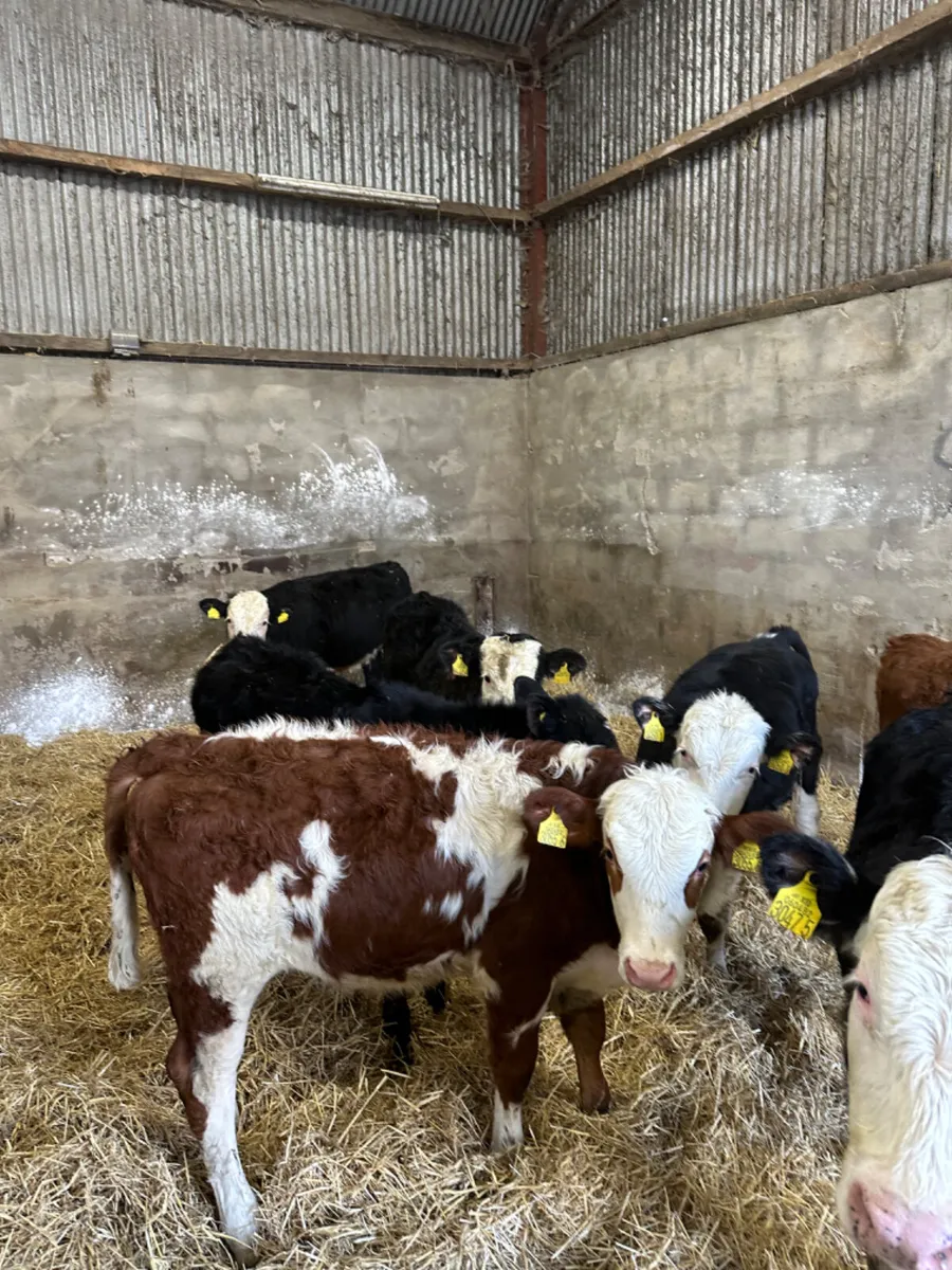 Hereford bulls - Image 1