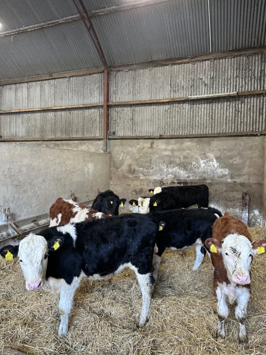 Hereford bulls - Image 3