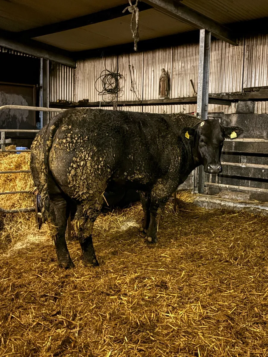 Breeding heifers - Image 2