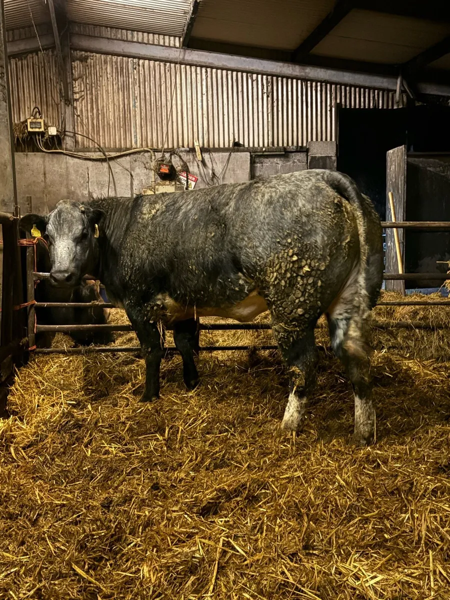 Breeding heifers - Image 3