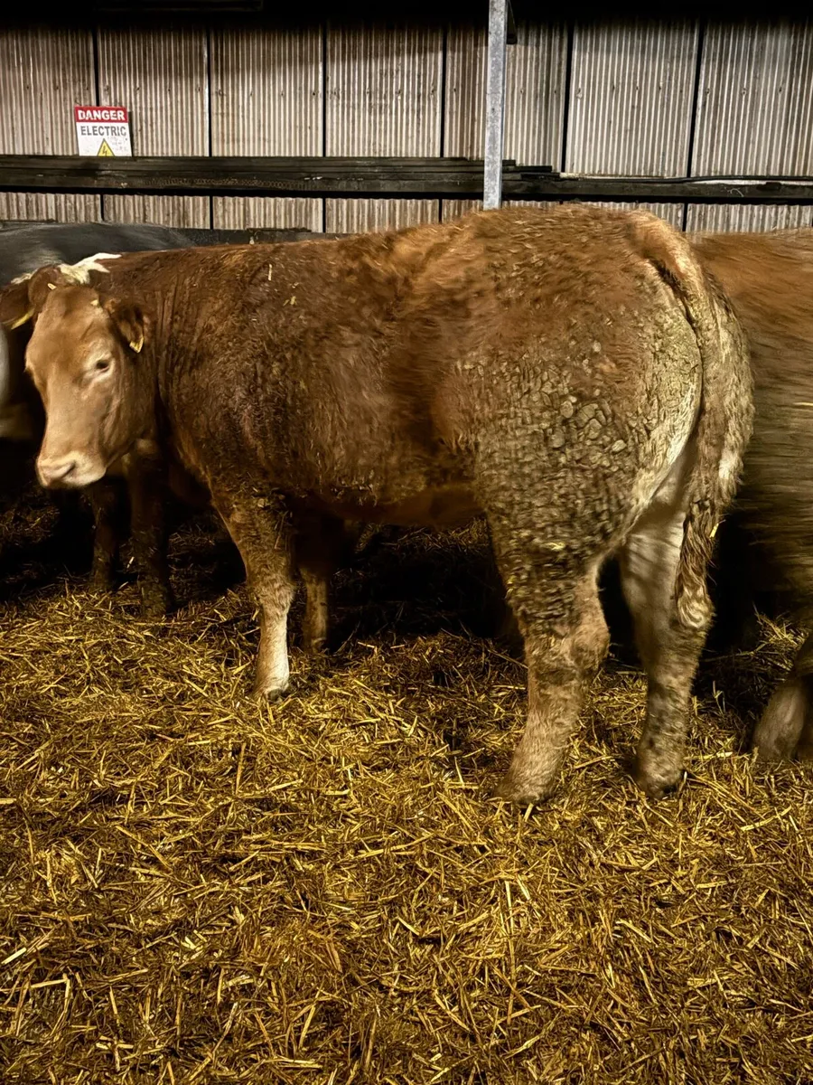 Breeding heifers - Image 4